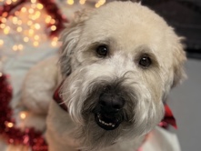 Soft Coated Wheaten Terrier – Thornton