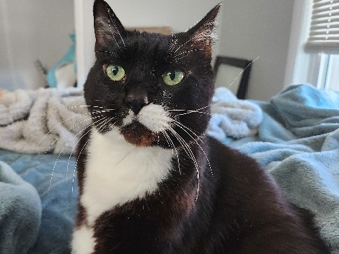 tuxedo cat needing new home – Raytown