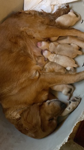 Golden Retriever – Beautiful Golden Retriever Puppies