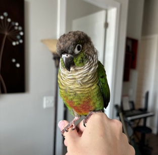 conure