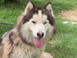 Siberian Husky – Siberian Husky woolly coat – Ghaziabad