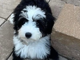 Labradoodle - Full breed Labradoodle available for adoption in Muncie