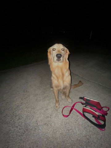 Golden Retriever – Rehoming Golden Retriever