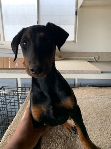 Doberman Pinscher – Female Doberman
