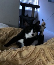American Shorthair – Raven