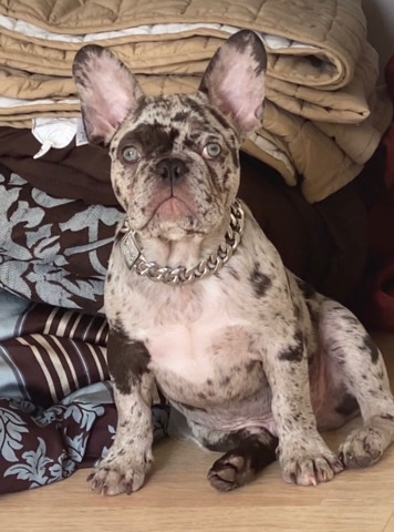 French Bulldog – Stud Merle Frenchie