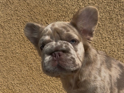 French Bulldog β Fluffy Bug Rope French Bulldog Puppy πΆ β Chula Vista