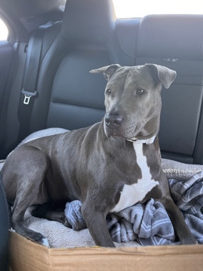 Weimaraner – Grace (deaf)