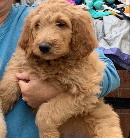 golden doodle