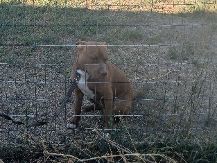 American Pit Bull Terrier – Very good boy looking for his forever home – Roundup