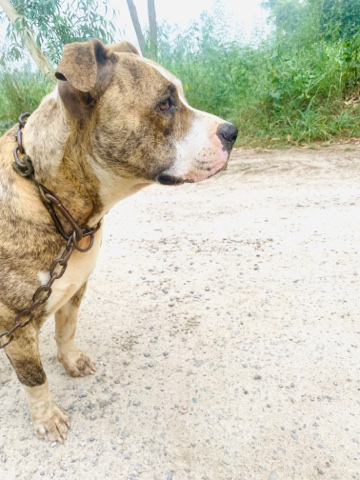 American Pit Bull Terrier – on heat cross by pitbul dog