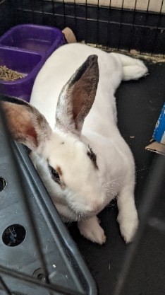 Rex – Looking to re-home our Bunny 🐇
