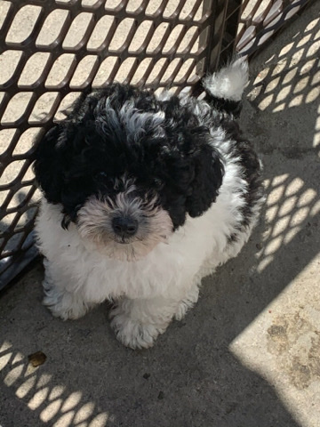 Poodle – toy poodle