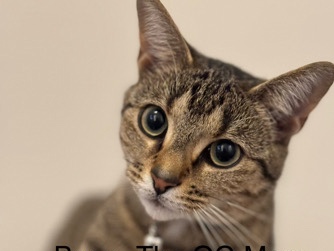 American Shorthair – Bean – Winston Salem