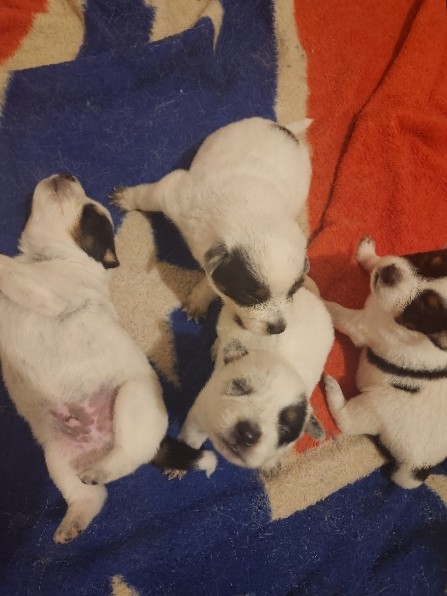Australian Cattle Dog – Texas heeler pups