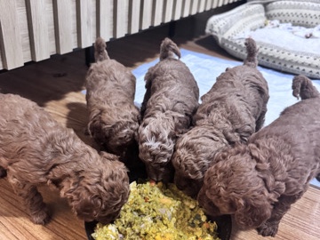 Cavapoo – cavapoo puppy’s – Hicksville