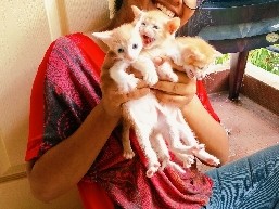Asian – ginger orange kittens with beautiful blue green eyes.cutest, energetic kittens – Bengaluru