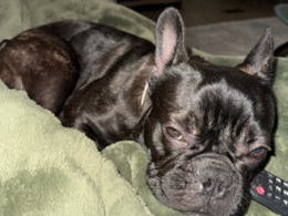 French Bulldog – French Bulldog – Bishop