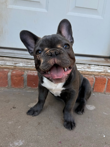 French Bulldog – Needs new and good home ASAP