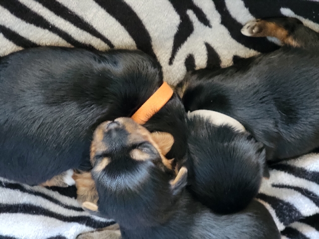 Yorkshire Terrier – puppies