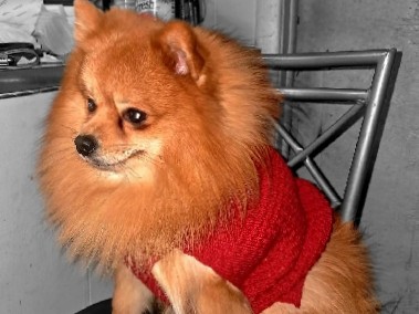 Pomeranian – The best dog in the world – Lithonia