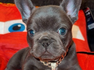 Adorable French Bulldog Puppies For Sale!!!
