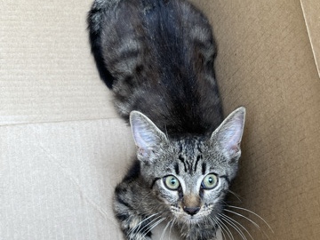 Russian White, Black and Tabby – Adopter/Shelter Seeking – Raleigh