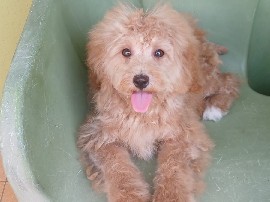 Cute Cockapoo Puppy for Sale | 4 Months | Healthy & Vaccinated – Bengaluru