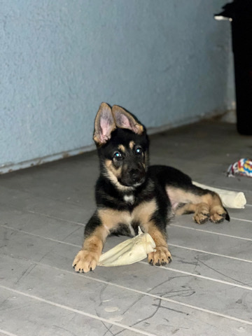 German Shepherd – PureBreed German Shepard Luna