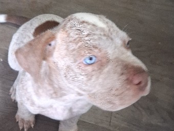 American Pit Bull Terrier – Sherman – Tulsa