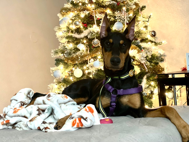 Doberman Pinscher – Female Doberman Pinscher