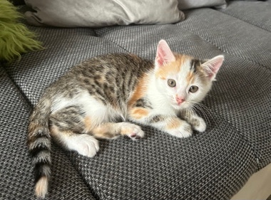 8 weeks old kittens