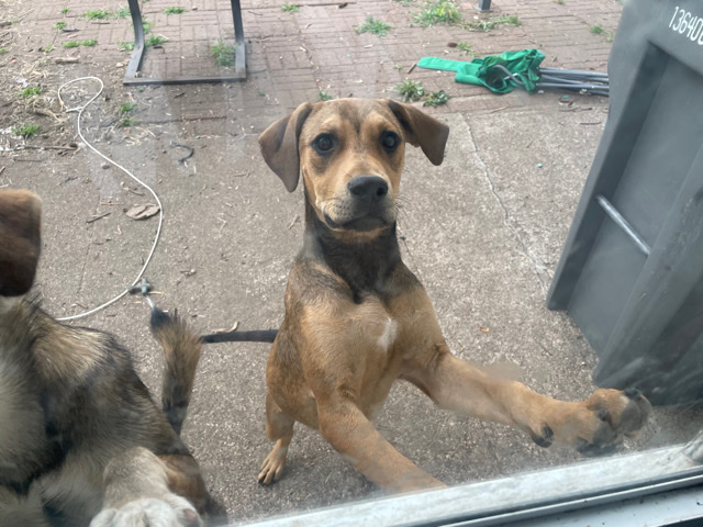 English Mastiff – Please help me rehome this baby