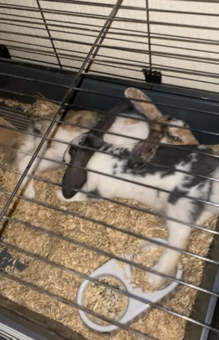English Lop – two male rabbits
