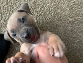 Bulldog – Puppy In need of a new home
