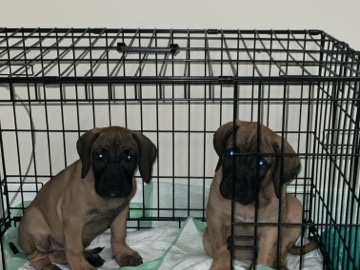Perro de Presa Canario – pressa canairo – Severn