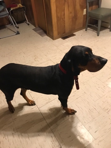 Black and Tan Coonhound – finding a new home for Luis