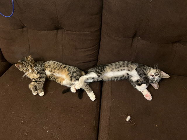 Russian White, Black and Tabby – Tiger stripes Kittens