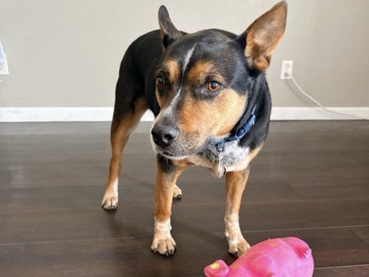Australian Cattle Dog – Australian Cattle/kelpie – Apple Valley