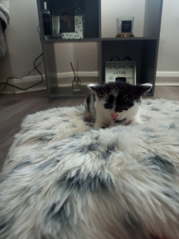 British Shorthair – female kitten for sale