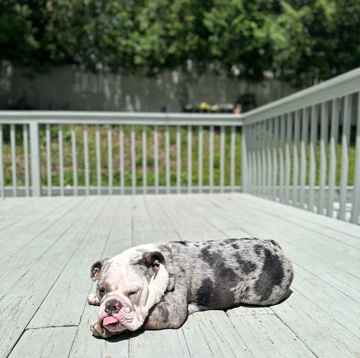 Bulldog – bulldog Ingles blue merle