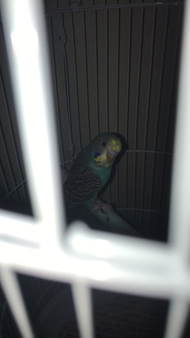 parakeet