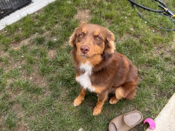 Australian Shepherd – Australian Sheperd