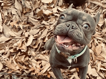 French Bulldog – Playful Sweet Frenchie – New Castle