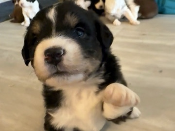 Australian Shepherd – Aussie doodles – Meridian