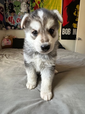 Siberian Husky – for sale puppies
