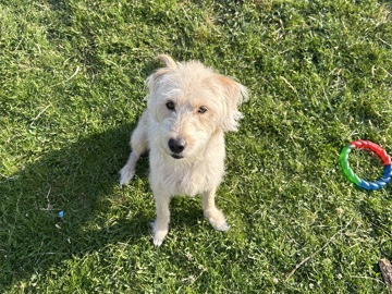 Labrador Retriever – LABRADOR MIX – Thetford