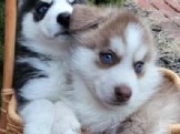 Siberian Husky – husky/German Shepard puppies – Atlanta