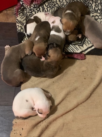 American Pit Bull Terrier – Shonda Litter