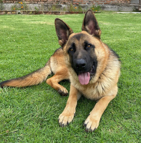 German Shepherd – Rehome